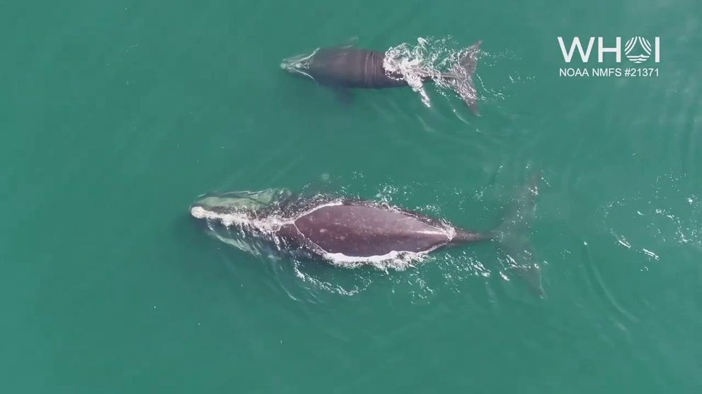 A critically-endangered North Atlantic right whale, named Spindle, was swimming with her calf off of Cape Cod last week. The species heads to the New England coast in spring, according to NOAA.