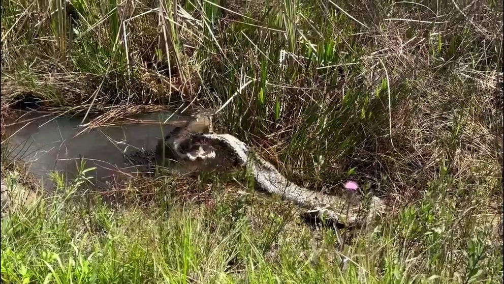 A Florida woman captured an incredible video of an alligator enjoying a large python for an afternoon snack, garnering the attention of multiple people on social media. Katina Boychew said she was visiting the Florida Everglades last week when she spotted the alligator in the marsh chowing down on the snake. At one point in the video, the gator could be seen triumphantly, body-slamming his meal.