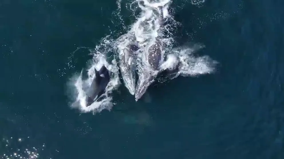 A drone from a whale watch boat caught amazing footage of up to 30 orca whales attacking 2 adult gray whales.