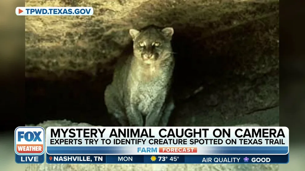 A mysterious animal, who was captured on camera on a Texas trail, has left experts baffled on what animal it is.