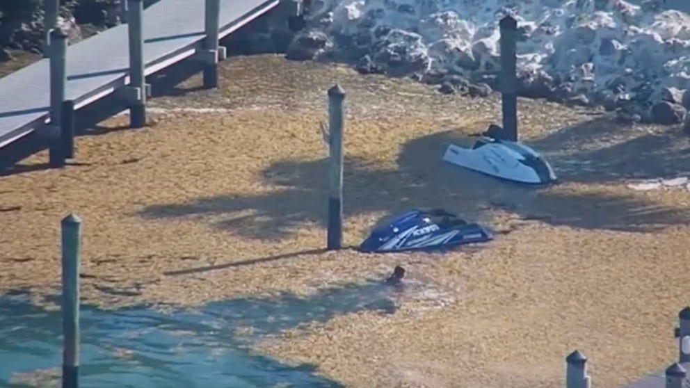 In the Florida Keys, a record bloom of sargassum seaweed continues drifting into lagoons and marinas and piling on beaches. (Video from April 2023)
