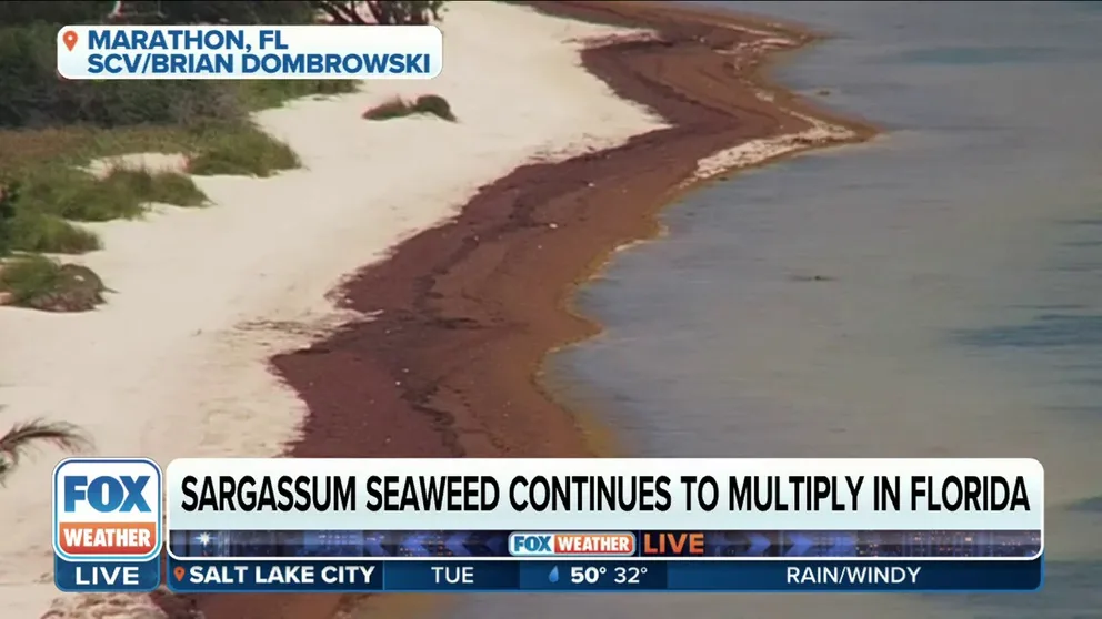 Experts said Florida's Atlantic coastline sees the potential for record amounts of sargassum this year. FOX Weather multimedia journalist Brandy Campbell spoke with beach goers on the appearance of the seaweed.