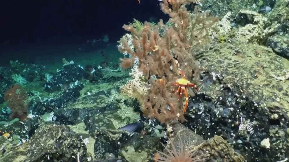 A scientific expedition has discovered a previously unknown coral reef with abundant marine life off Ecuador’s Galapagos Islands for the first time since the protected marine area was established in 1998.