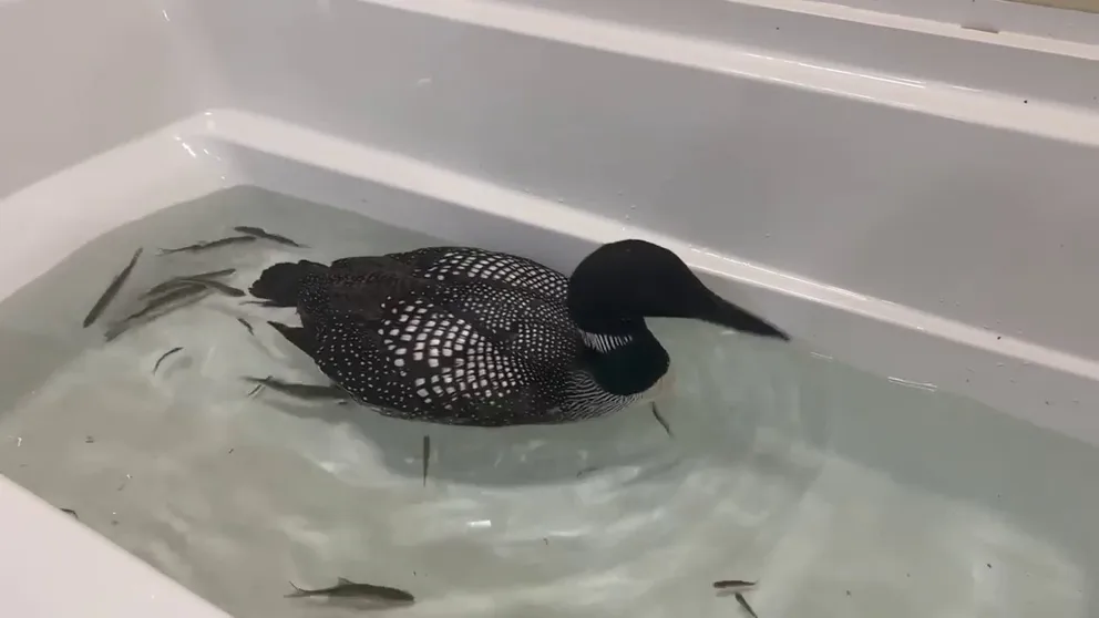 The Raptor Education Group, Inc. in Antigo said they had received calls over two days on stranded loons – which can't walk – after a perfect weather setup allowed the phenomena to occur.