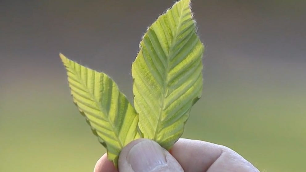 First, it was spotted laternflies. Now, it's a highly invasive disease that could be affecting trees at neighborhood parks, college campuses, and nature parks all across New Jersey and Pennsylvania. FOX 29 reports. 