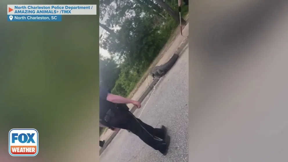 Video captured by the North Charleston Police Department shows officers and officials with the state’s Department of Natural Resources using ropes to secure an alligator that was spotted in the road this past weekend. (Credit: North Charleston Police Department / AMAZING ANIMALS+ /TMX)