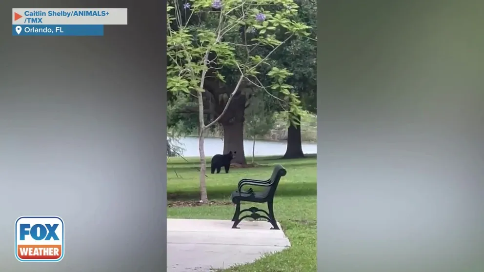 A black bear was captured on video running through Lake Highland Park near downtown Orlando, Florida, on Monday. (Credit: Caitlin Shelby/AMAZING ANIMALS+ /TMX)