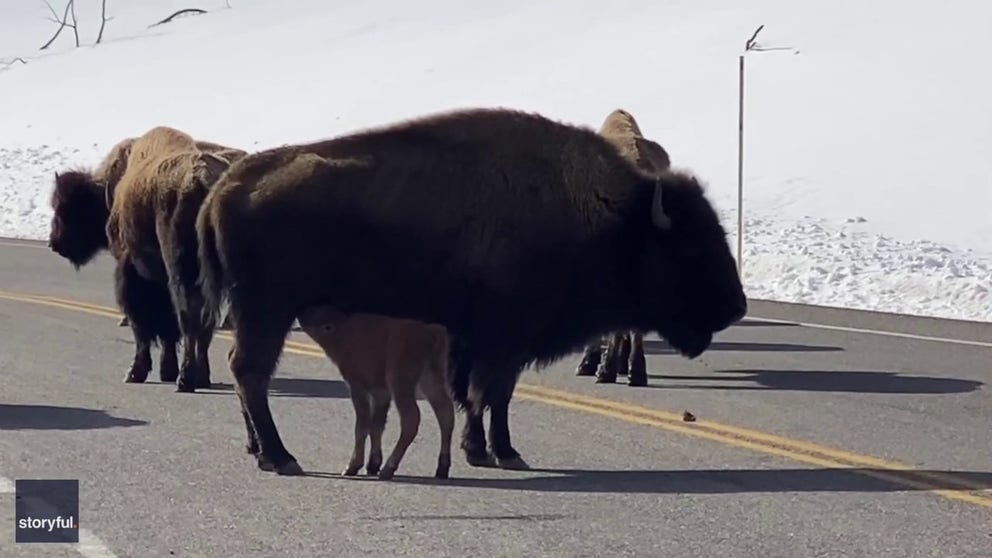 A bison calf holding up traffic in Yellowstone National Park, Wyoming, was watched over by its herd while sitting in the middle of a road, on April 22.