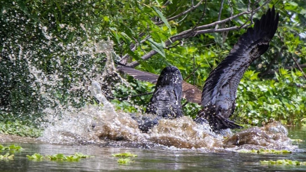 Chris Holwell caught the moments when a Florida gator tried to make an eagle its next meal. 
