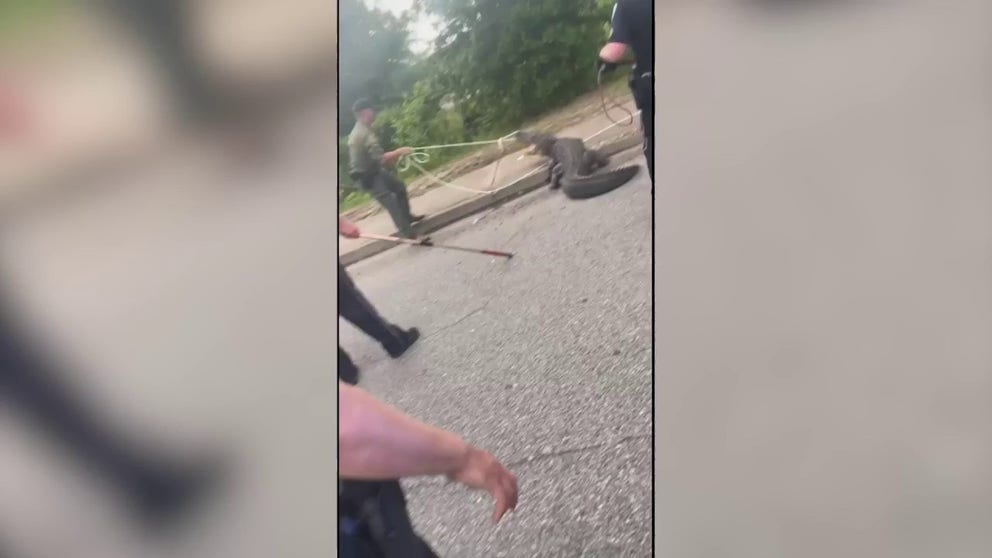 South Carolina police officers helped wrangle an alligator spotted on the road on April 22, 2023.