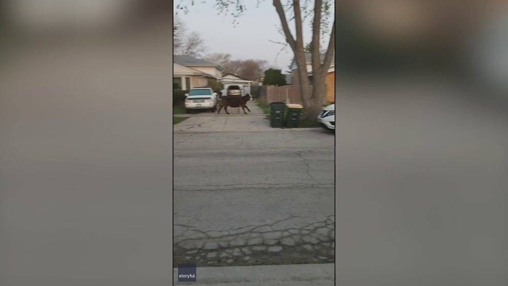 A steer brought to a suburban Chicago high school as part of a senior prank escaped and hoofed through an Illinois neighborhood on Thursday.