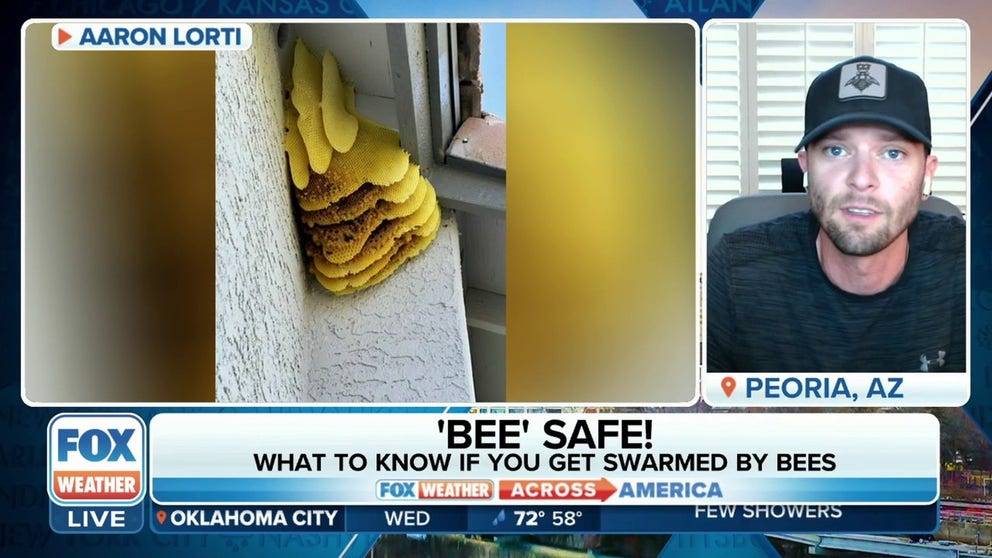 Bees swarmed an Arizona family during a photo shoot and stung the mother more than 75 times as she protected her kids. AZ Bee Kings owner Aaron Lorti explains what contributed to the attack.  
