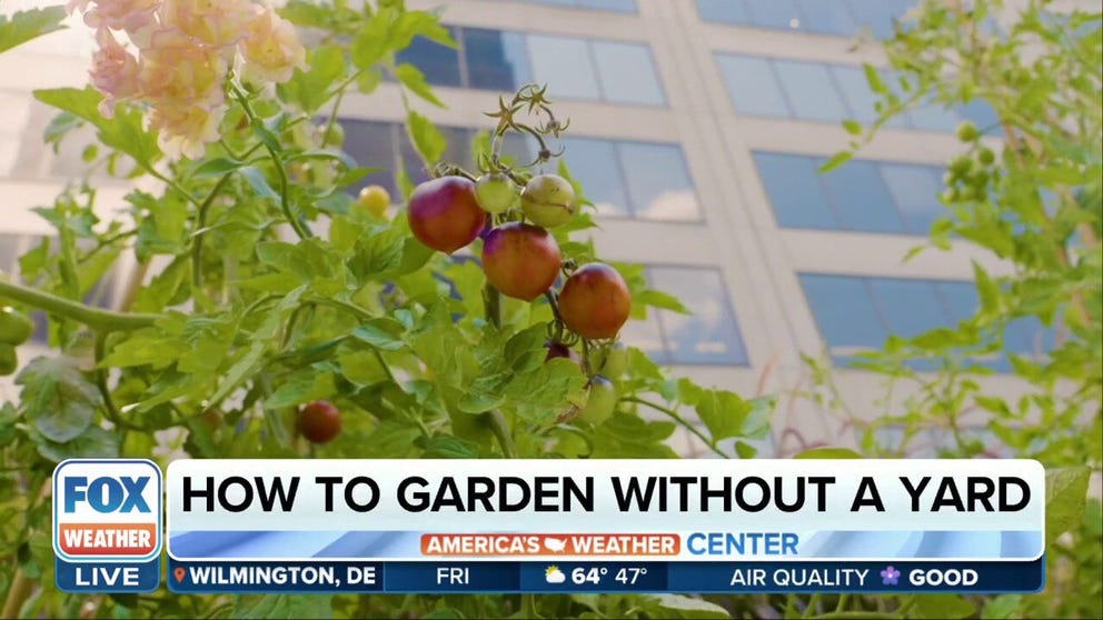 Co-founder and CEO of Microhabitat Orlane Panet joins FOX Weather to share tips about creating a garden in major cities and how Microhabitat works with companies to develop urban farms to help underprivileged communities.