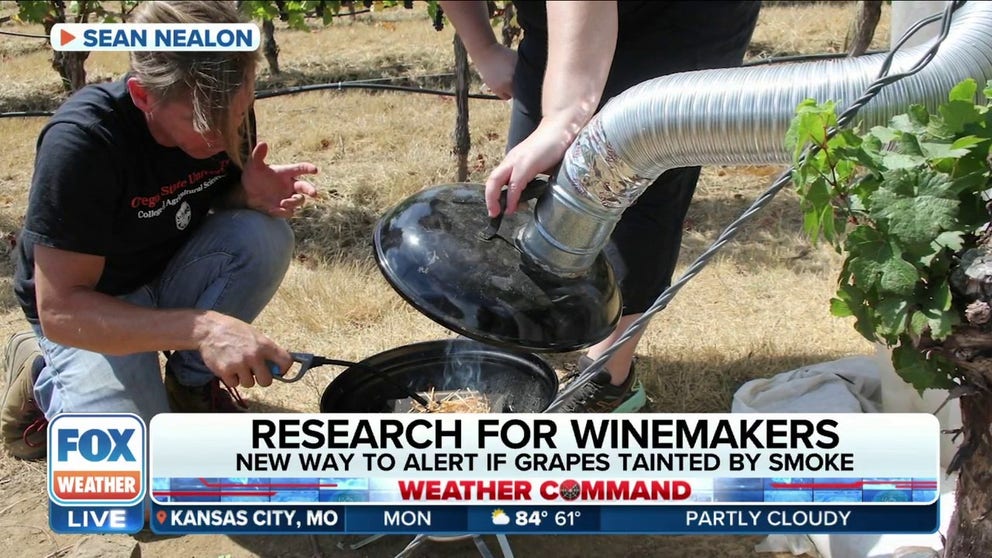 Wildfire smoke and vineyards do not mix well if you want a pleasant bottle of wine and researchers at Oregon State University have discovered a compound that leads to the ashy and smoky taste in wine. FOX Weather correspondent Max Gorden on the impact wildfires have on wine's delicate notes and aromas.