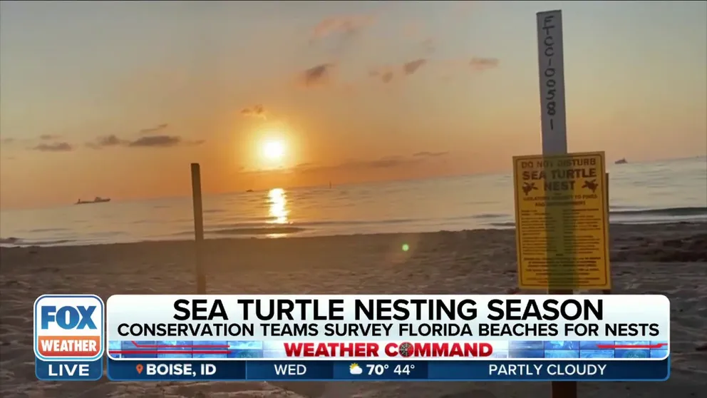 FOX Weather's Brandy Campbell joined the Broward County Sea Turtle Conservation Program as they survey the beach for new sea turtle nests. 