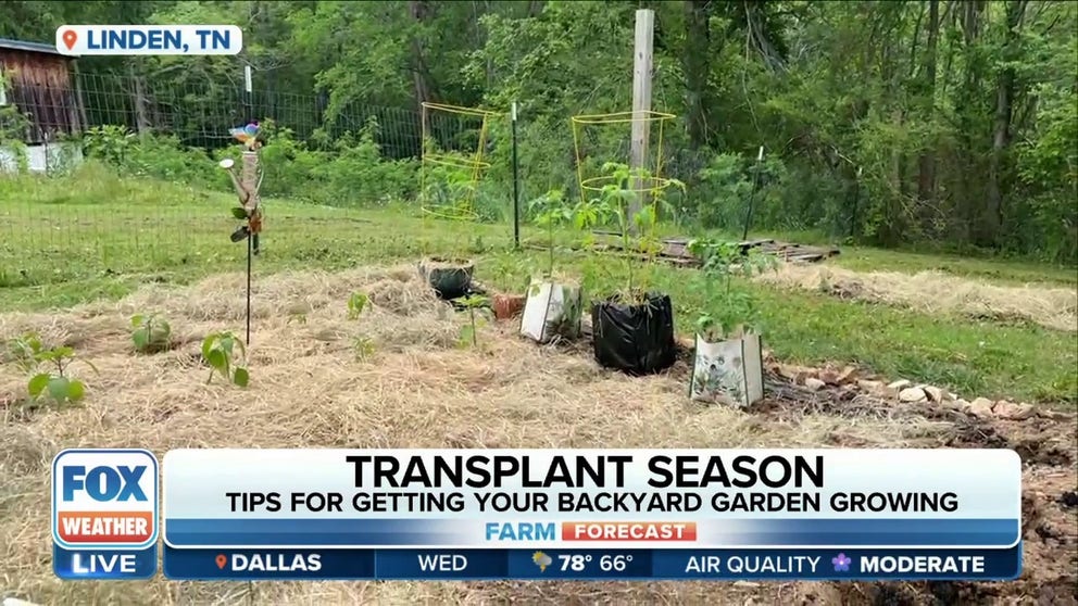 As many cool weather veggies continue to produce, farmers and backyard gardeners now look to planting warm weather crops. FOX Weather's Will Nunley links up with Erica, a backyard gardener who has all of her seedlings ready for transplant. She shares the joy of finally starting her outdoor garden. 