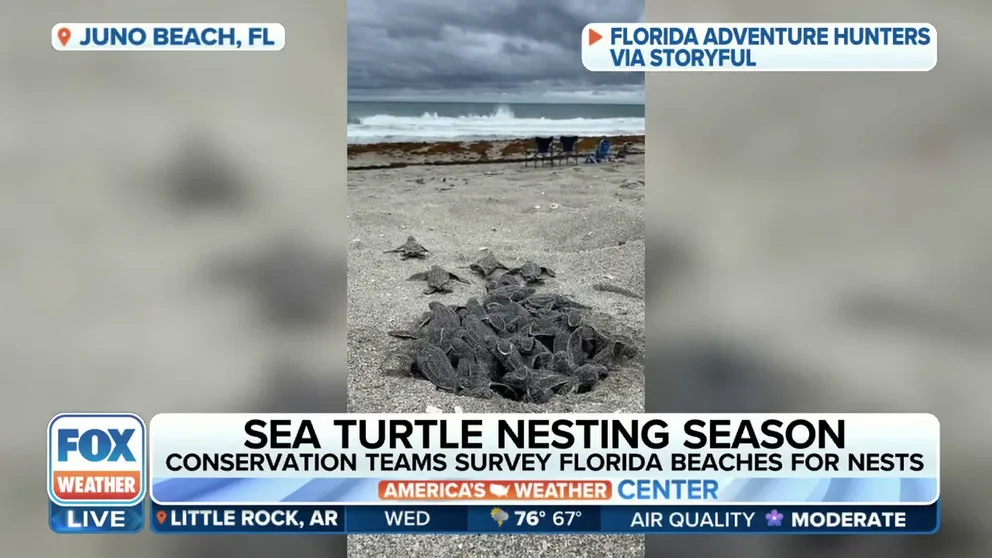 The sea turtles are putting conservation teams to work. It’s just over two months into sea turtle nesting season for Florida and teams along the coasts are surveying the beaches every morning for them. FOX Weather’s Brandy Campbell took us along for a survey in Fort Lauderdale, Florida. 
