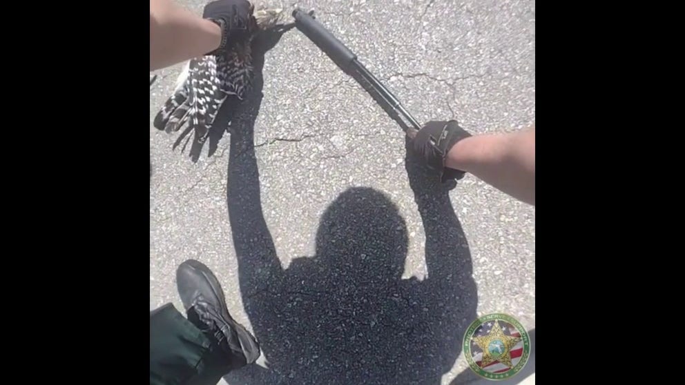 Alachua County Sheriff Clovis Watson said two of his patrol deputies received a call Sunday regarding what appeared to be an injured hawk lying in the roadway of a residential neighborhood. 
