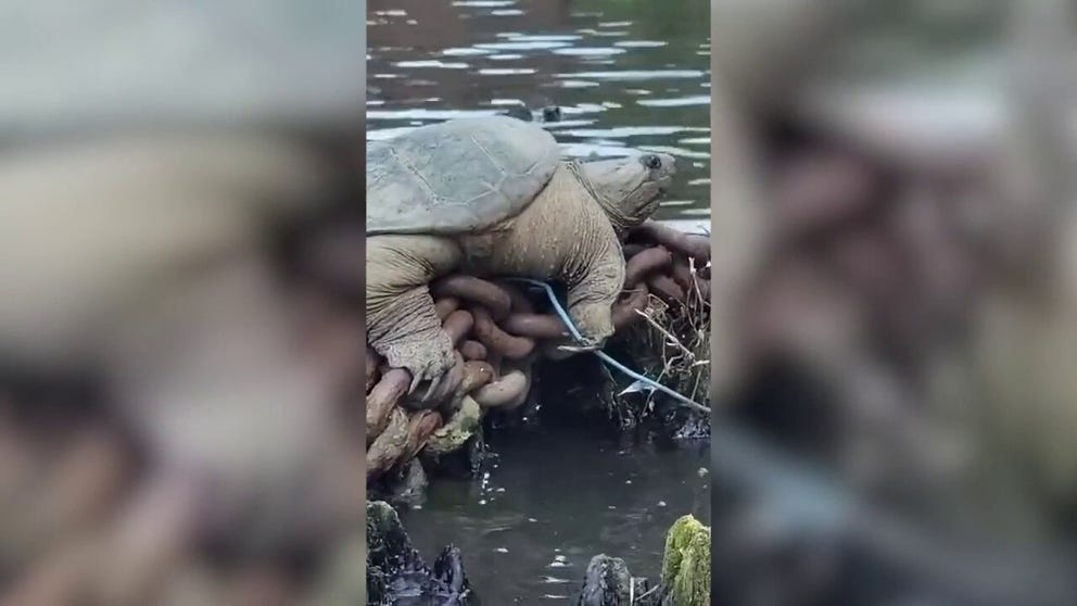 A massive snapping turtle named Chonkosaurus was spotted on the Chicago River. Joey Santore, who captured video of the reptile, said he was happy to see the turtle thriving on what was once such a toxic river.