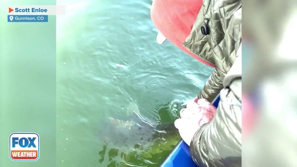 A father and son who were fishing in a Colorado reservoir captured a Lake trout weighing more than 73 pounds and are seen in this video releasing it back into the water.