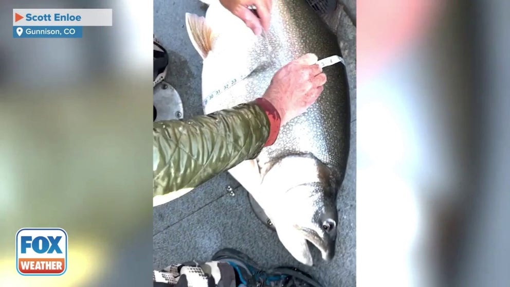 A Colorado man and his son who were enjoying a day of fishing on a local reservoir reeled a massive Lake trout that weighed more than 73 pounds and was almost 4 feet long.