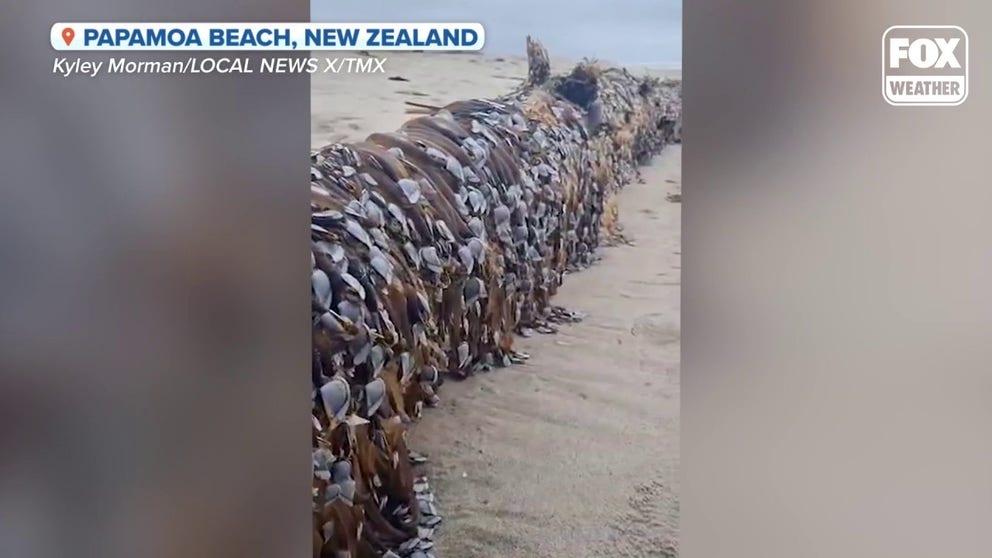 Check out the sight that on beach walker in New Zealand happened upon. She called it an "alien log." No aliens here though, a log covered in smooth goose-neck barnacles washed up on shore.