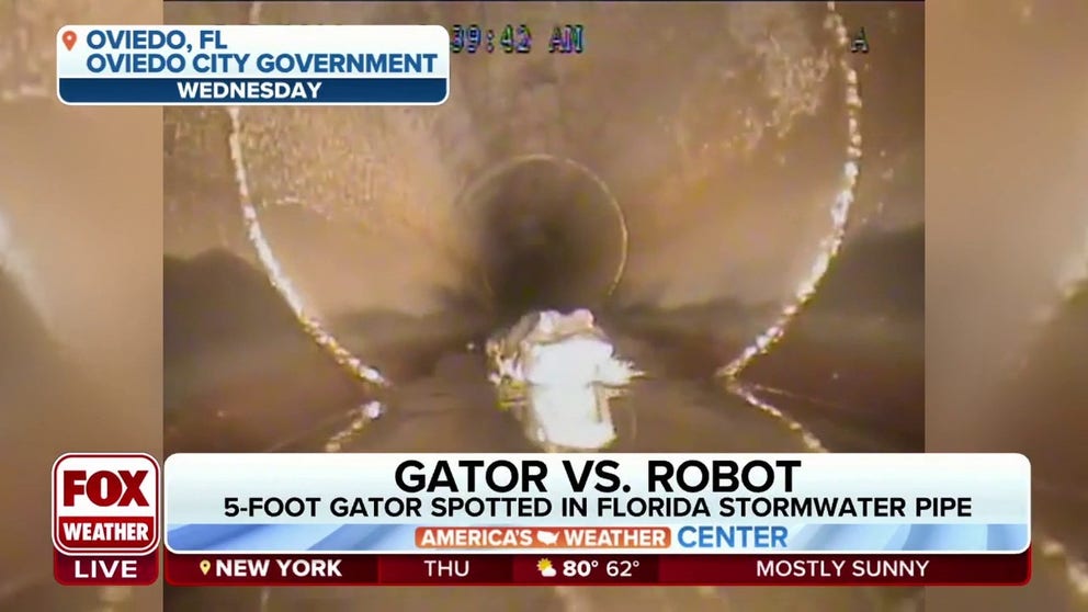 Miami Zoo Communications Director Ron Magill joined FOX Weather to discuss the 5-foot-long alligator that was found by a robot sneaking through a Florida stormwater pipe and best practices to get it out. 