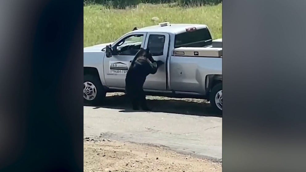 Video shared by Colorado Parks and Wildlife today shows the bear pulling on a door handle and opening the back cab door. (Courtesy: @COParksWildlife / Twitter)