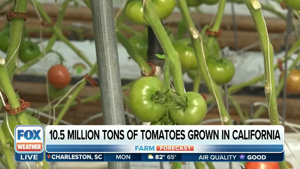 A report says some grocery staples like canned tomatoes, ketchup, spaghetti sauce, salsa and other packaged tomato goods may rise in price because record rainfall saturated California's tomato fields. The Supermarket Guru, Phil Lempert, joined FOX Weather to discuss more about this topic. 