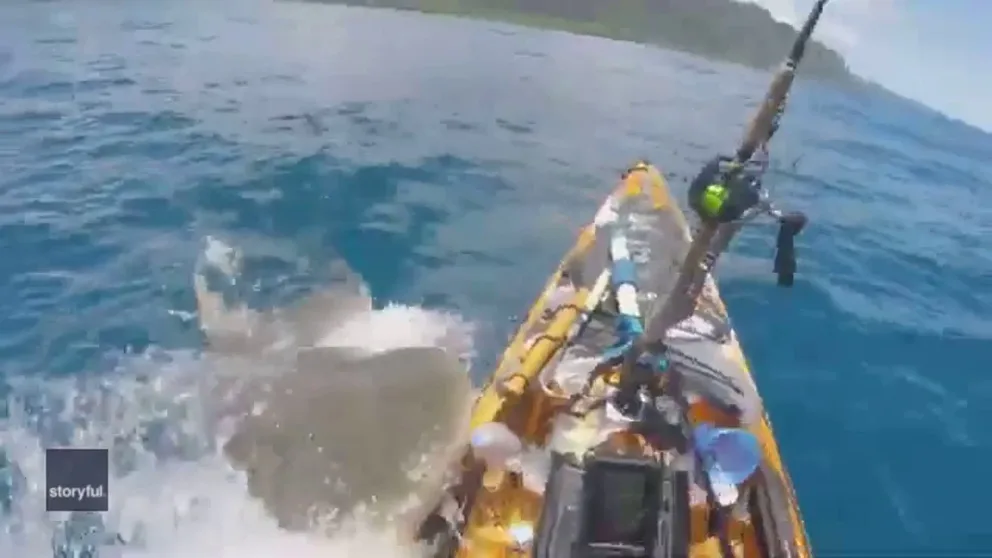 A tiger shark rammed and bit a fisherman’s kayak off Hawaii’s Oahu island on Friday, May 12. Video recorded by Scott Haraguchi shows the animal charge at him and bite his kayak. Haraguchi then kicks the shark away.