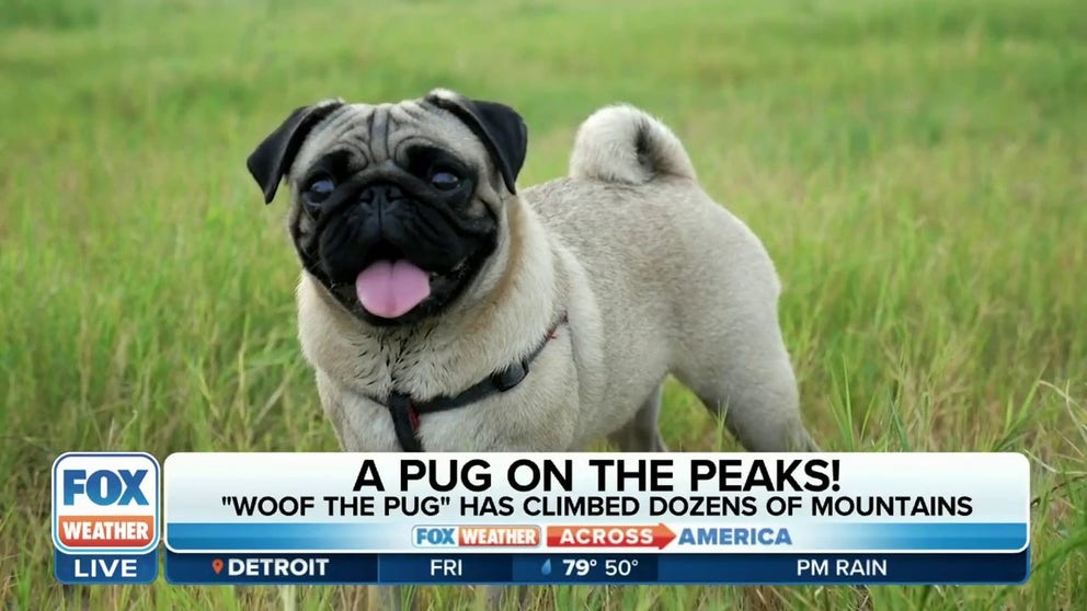 FOX Weather's Nick Kosir interviewed Erin McMahon, owner of Woof the Pug, to discuss the dog's incredible adventures. Woof has conquered all 48 of New Hampshire's 4,000-foot mountains and walked most of the trails himself. 