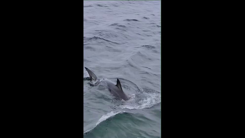 People aboard a whale watching trip got quite the surprise when they saw a large great white shark. Those recording said it is the first great white shark sighting of the season.