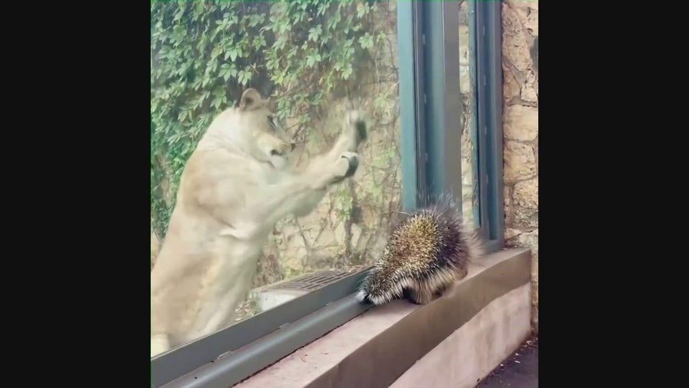 File: Glass at the San Antonio Zoo is the only thing saving this playful lion from paws full of quills. This was the lion's first meeting with Elmer the porcupine.