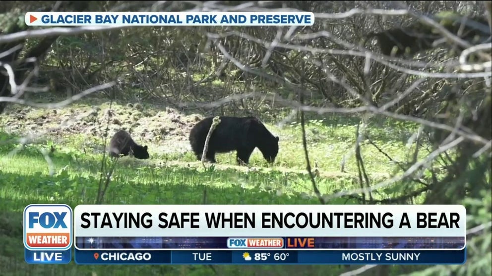 Mutual of Omaha's Wild Kingdom's Peter Gros told FOX Weather how to be safe when hiking and camping in bear country.