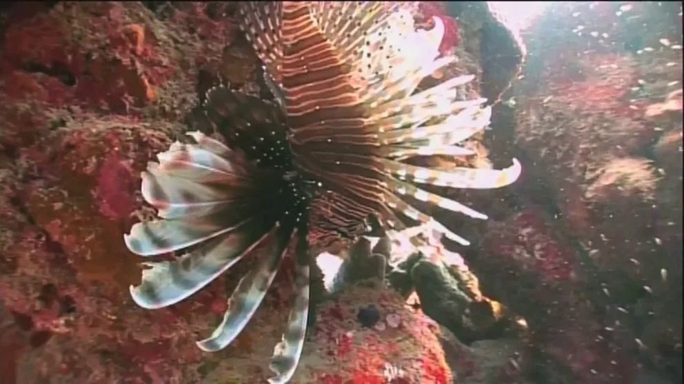 File: FOX News' Phil Keating took a dive in Florida to meet the invasive lionfish up close and personal in Florida. He spoke to an ecologist and professional divers who said the spiky fish are taking out the native fish.