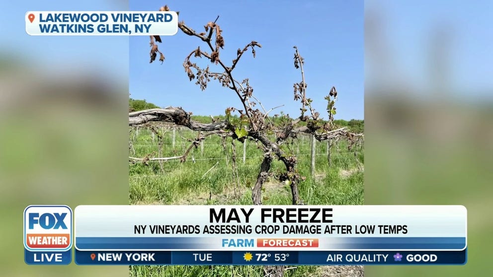 Dave Stamp, the manager of Lakewood Vineyard in New York explains how freezing temperatures in the Empire State have damaged crops and what that means for the business this year.