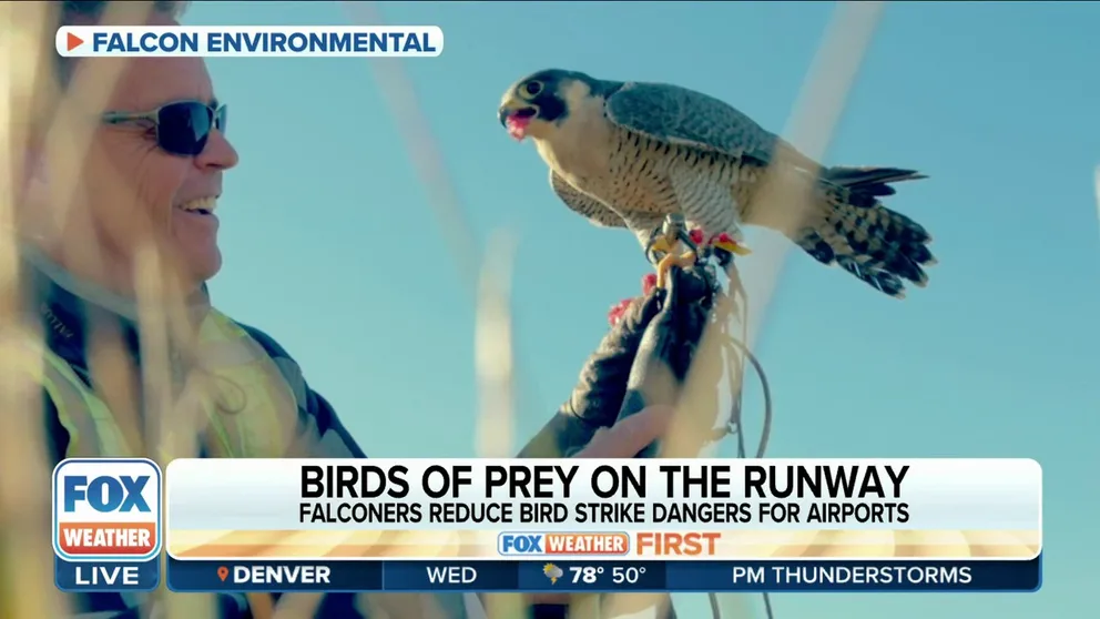 Rob Shevalier, the COO and owner of Falcon Environmental explains how he uses birds of prey to scare other birds at airports in an attempt to prevent bird strikes as flights depart and land.