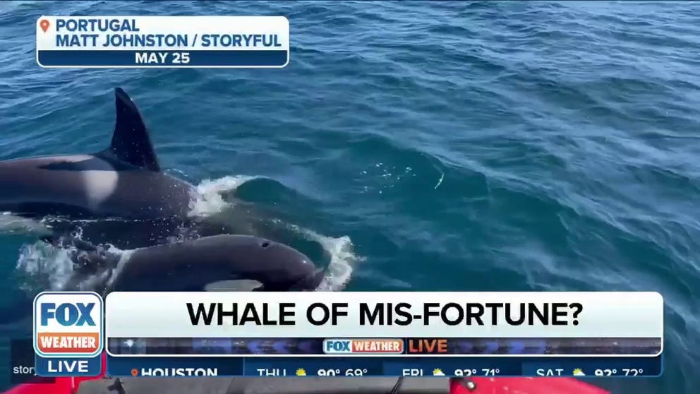 Marine Mammal Biologist Hanne Strager discussed recent orca attacks on ships off the Iberian Peninsula with FOX Weather. Scientists can't agree on why it is happening but Strager gives a few theories.