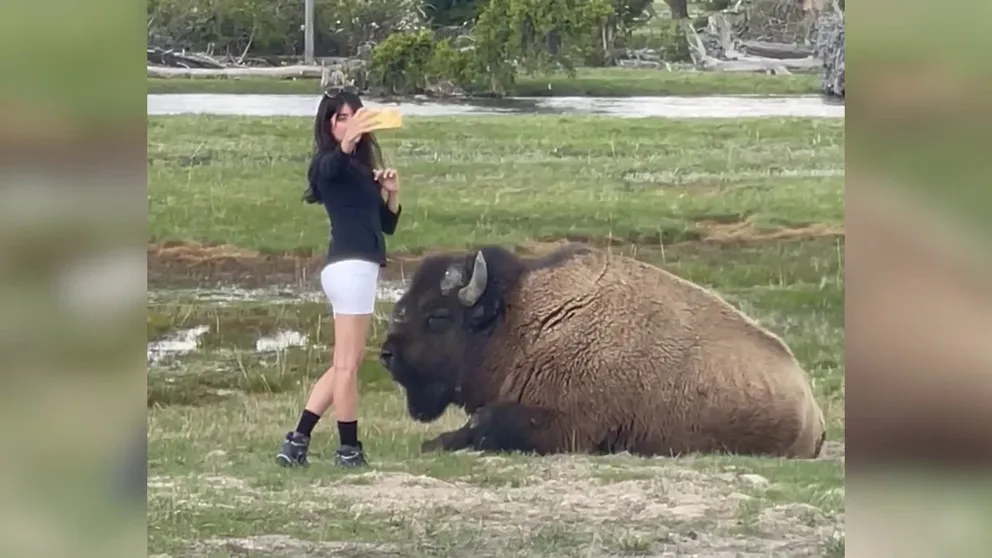 Bison gores woman inside Yellowstone National Park, leaving her
