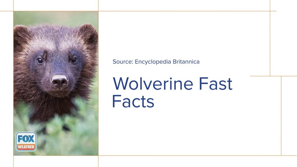 We have had a few very rare sightings of wolverines in the lower 48 recently. FOX Weather dug up a few fun facts.