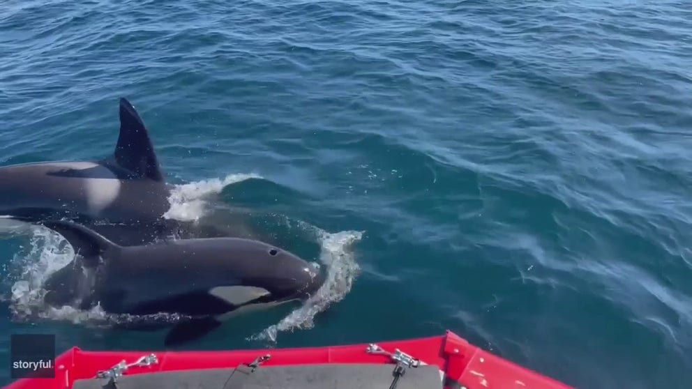 Tense moments for a man watching orcas circle then attack his boat off Portugal. He said the larger whales were ramming the boat with their heads, turning it in circles. The smaller whales attacked the rudder. You can see chunks of boat float away.