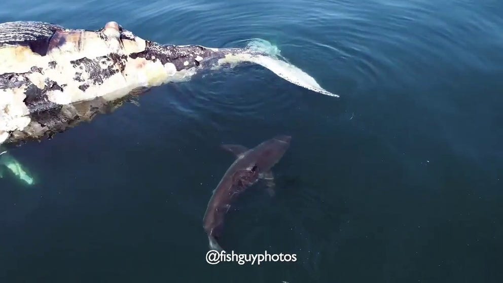 Chris Paparo, owner of Fish Guy Photos, was notified on May 31 of a dead humpback whale floating 5 miles south of East Hampton. He flew his drone to check it out and found a 10-foot great white shark feeding on the carcass.