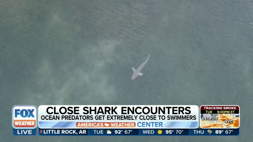 You may be surprised to learn how often swimmers share the beach with sharks in Florida. FOX Weather's Brandy Campbell talks to a biologist who says to avoid these 2 times of the day to minimize an encounter. Courtesy: SOUTH BEACH HELICOPTERS and Clara Sarantopoulos/University of Miami