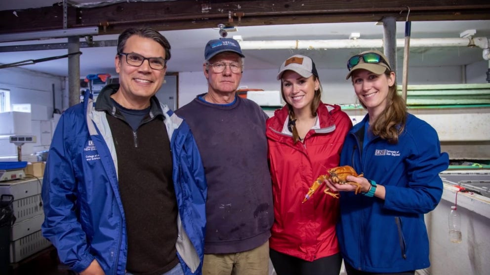 A brightly colored orange lobster found off the coast of Maine is now part of collection of multicolored crustaceous that call the University of New England home.