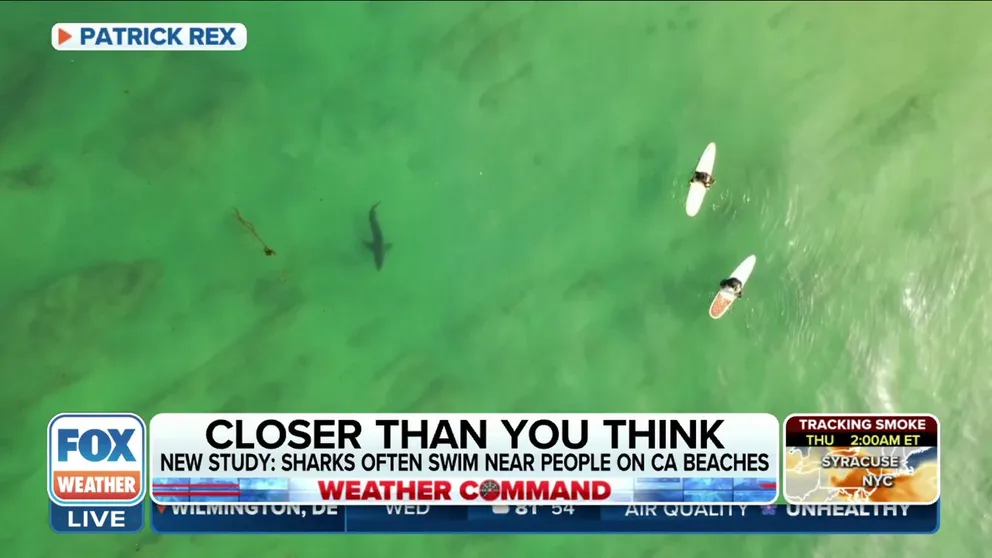 California State University Long Beach Shark Lab director Dr. Chris Lowe joined FOX Weather on Wednesday to discuss a new study that shows great white sharks are swimming closer to swimmers without them realizing what is lurking beneath the surface of the water.