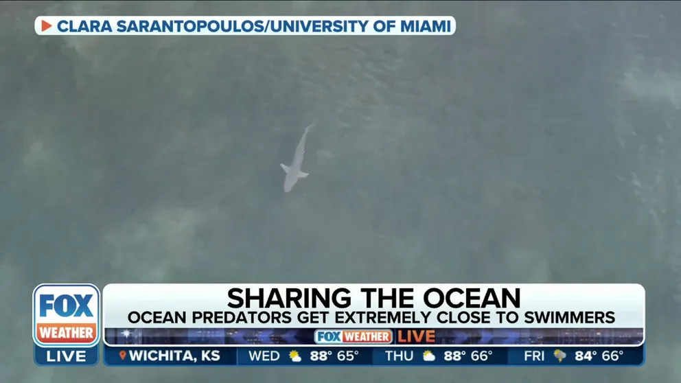 FOX Weather's Brandy Campbell talks to local experts who say to avoid these two times of the day to minimize encounters with sharks. 