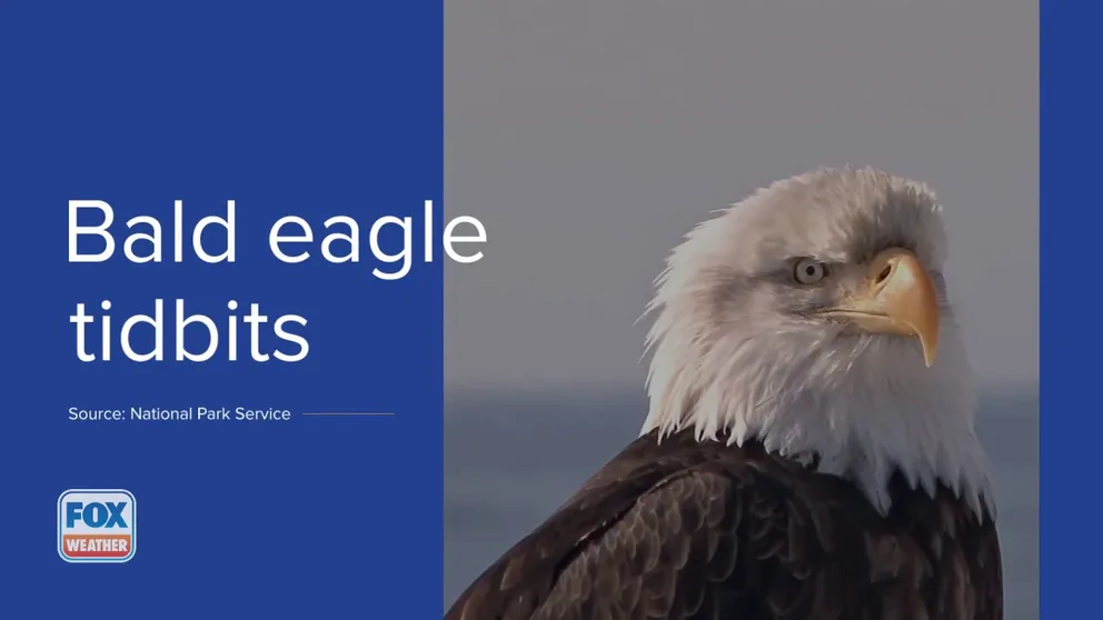 Most of us know the bald eagle is the symbol of our nation. The first time the symbol appeared was on a Massachusetts copper cent in 1776, well before Congress approved of the eagle as the national symbol and bird in 1782. Here are a few other things you may or may not know.