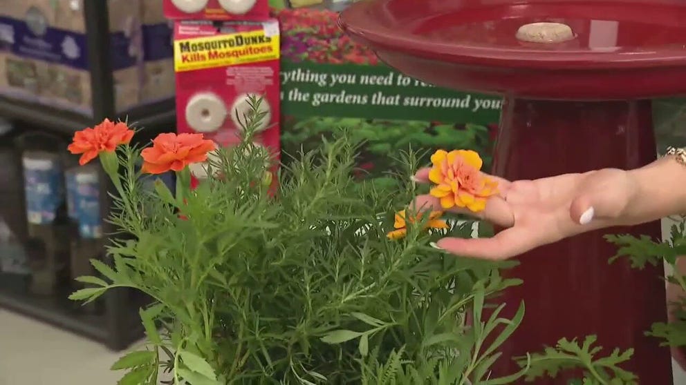 Keeping mosquitoes away from your family this summer can start with your landscaping. FOX 26 Houston Reporter Ruben Dominguez discovers garden plants and pet and kid safe tips to keep the bloodsuckers at bay.