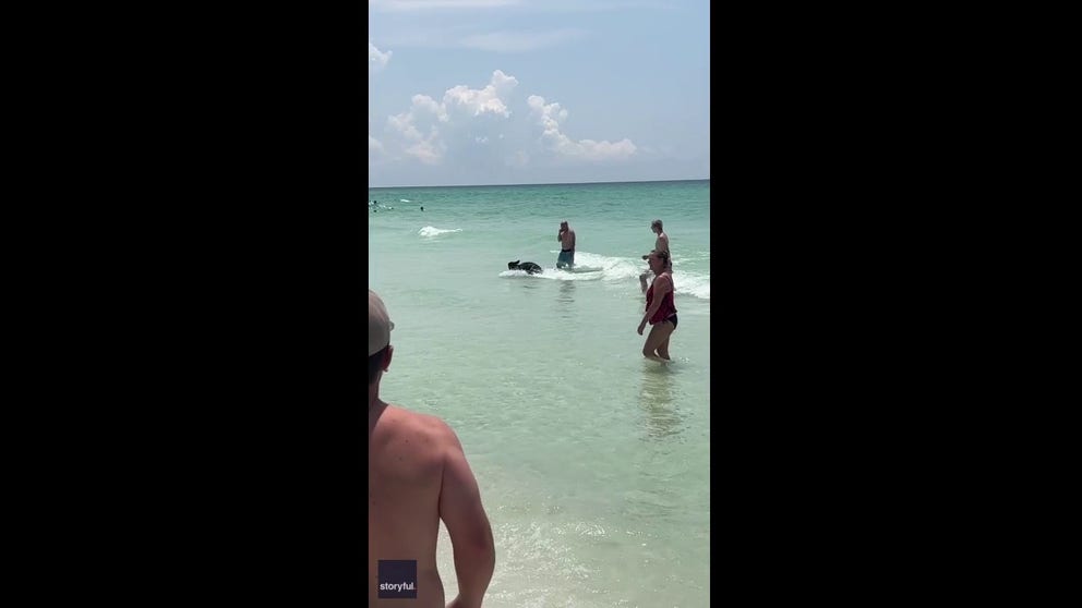 A Florida black bear took a dip in the Gulf on Saturday surprising beachgoers on the crowded beach. (June 2023)