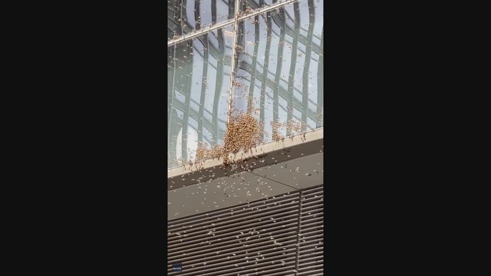 Police shut down parts of Times Square after a large swarm of bees flew in. "I had bees all over me," said the photographer. Beekeepers eventually rescued the insects.